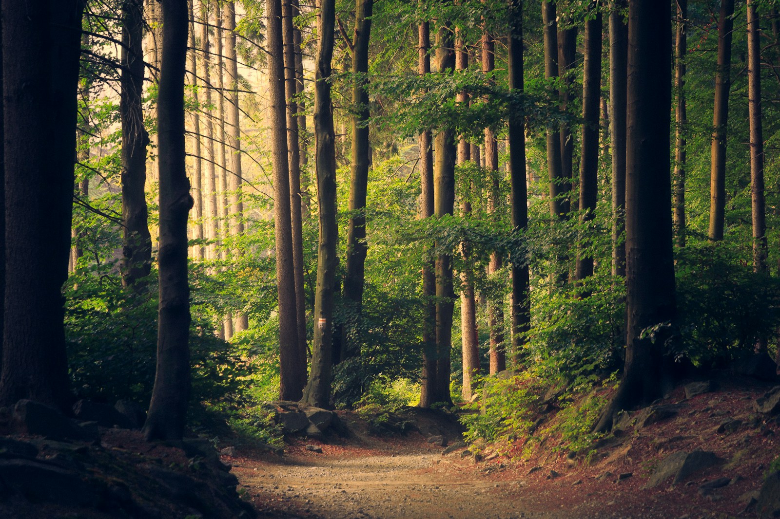 Sunlight falling through a cinematic forest